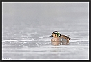 Siberische Taling, Baikal Teal, Anas formosa Location: Almelo, the Netherlands siberische taling MG 2785 kopie